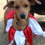 Adoptable (Official) Georgia Dogs for January 4, 2018