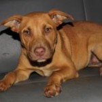 Adoptable (Official) Georgia Dogs for January 11, 2018