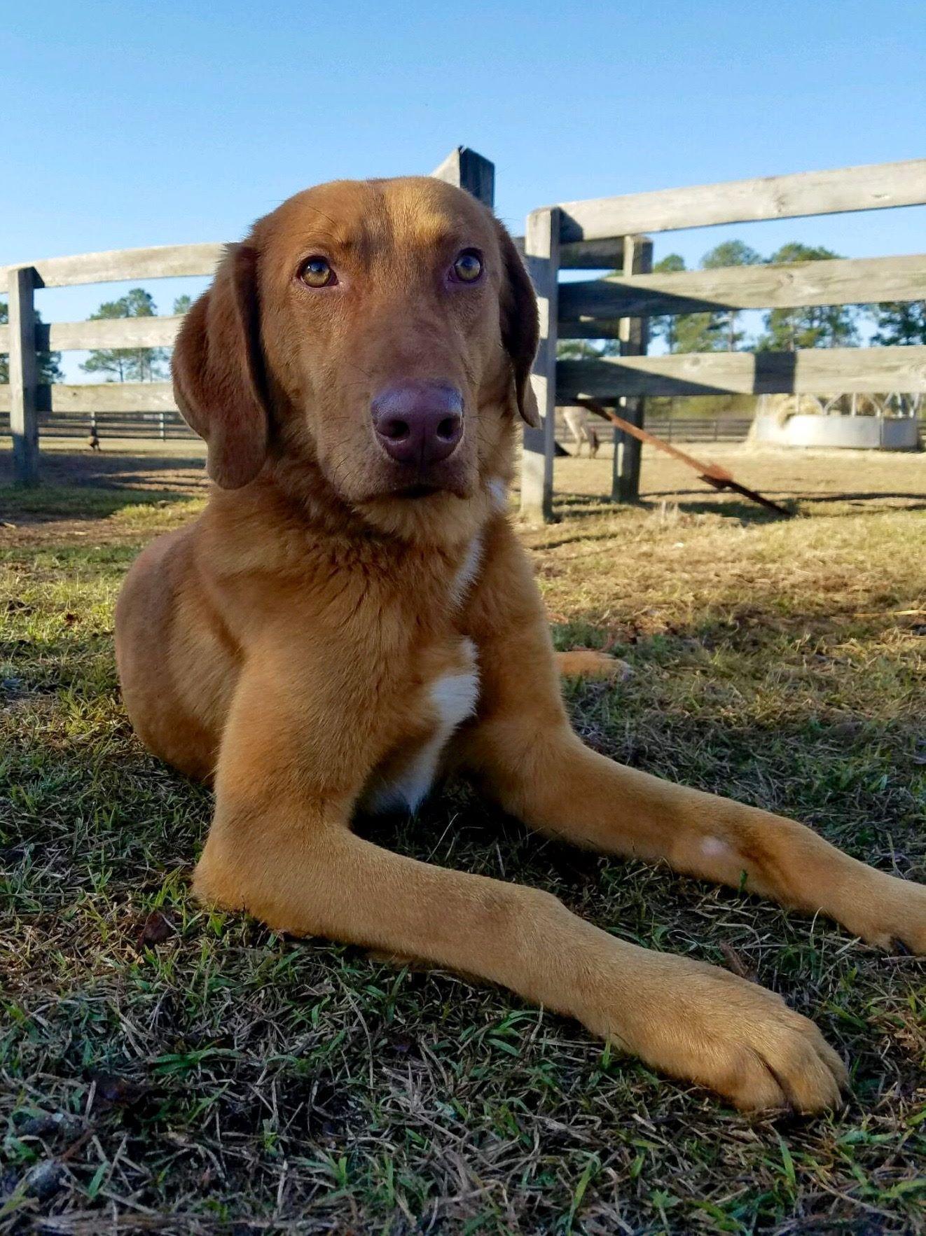 Vizsla Tri County