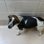 Adoptable (Official) Georgia Dogs for February 9, 2018