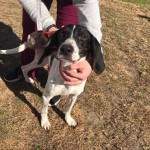Adoptable (Official) Georgia Dogs for February 13, 2018