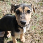 Adoptable (Official) Georgia Dogs for February 12, 2018