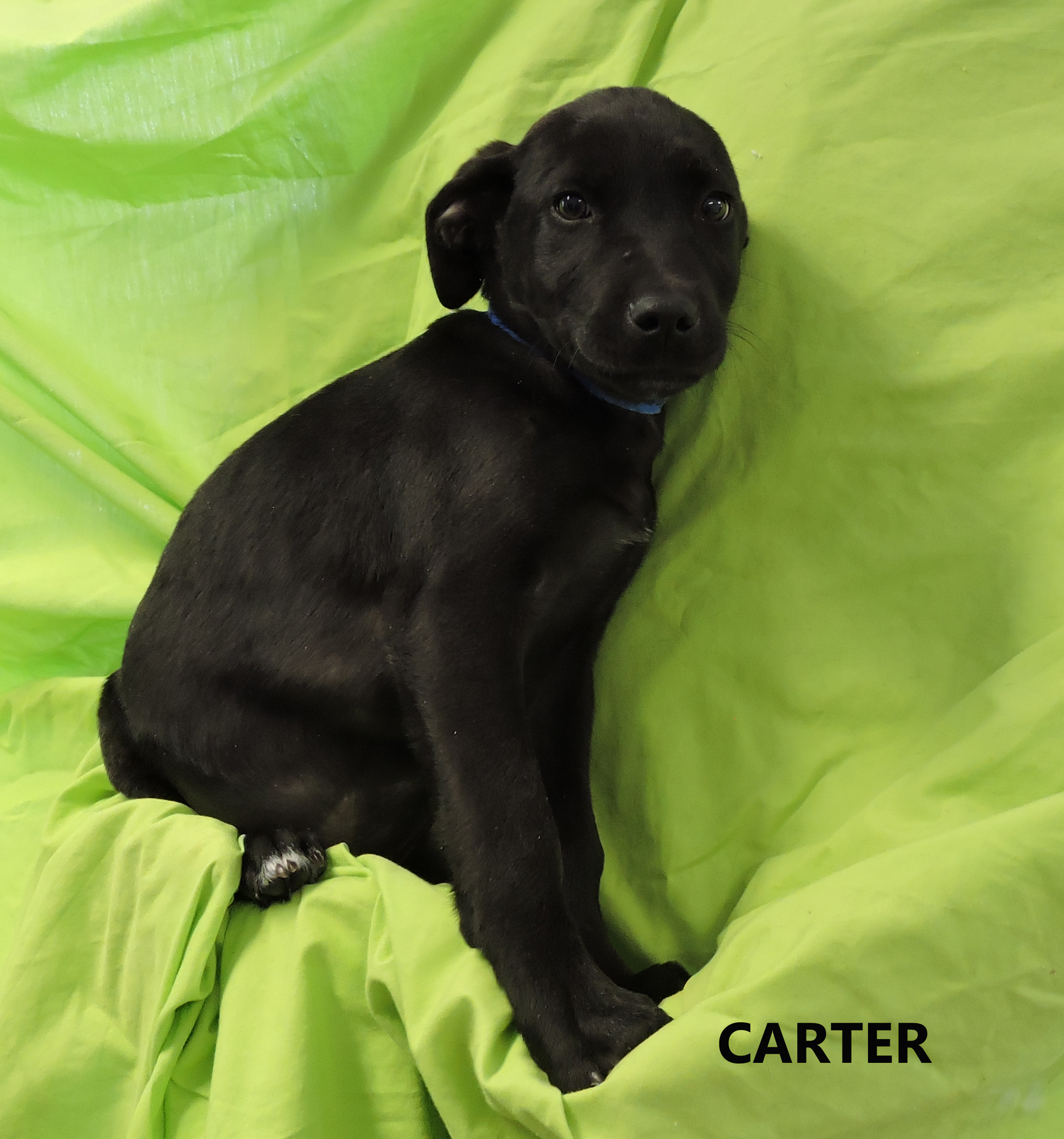 Carter WW