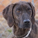 Adoptable (Official) Georgia Dogs for February 14, 2018