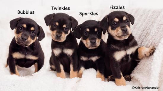 Fiesta Puppies