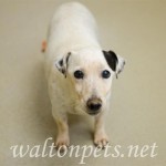Adoptable (Official) Georgia Dogs for February 7, 2018