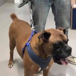 Adoptable (Official) Georgia Dogs for February 22, 2018