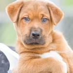 Adoptable (Official) Georgia Dogs for February 28, 2018