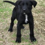 Adoptable (Official) Georgia Dogs for February 26, 2018