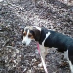 Adoptable (Official) Georgia Dogs for February 21, 2018