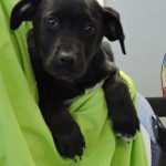 Adoptable (Official) Georgia Dogs for February 20, 2018