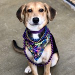 Adoptable (Official) Georgia Dogs for February 16, 2018