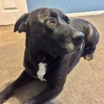 Adoptable (Official) Georgia Dogs for February 6, 2018