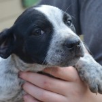Adoptable (Official) Georgia Dogs for February 1, 2018