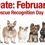 Adoptable (Official) Georgia Dogs for February 8, 2018