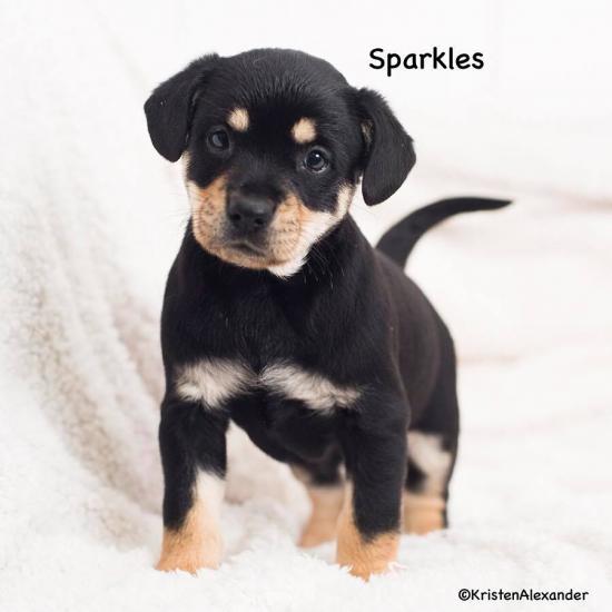 Sparkles