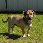 Adoptable (Official) Georgia Dogs for March 22, 2018