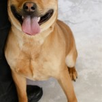 Adoptable (Official) Georgia Dogs for March 23, 2018