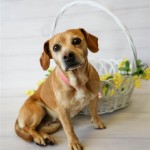 Adoptable (Official) Georgia Dogs for March 19, 2018