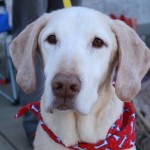 Adoptable (Official) Georgia Dogs for March 30, 2018