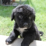 Adoptable (Official) Georgia Dogs for March 20, 2018