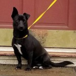 Adoptable (Official) Georgia Dogs for March 13, 2018