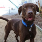 Adoptable (Official) Georgia Dogs for March 15, 2018