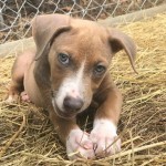 Adoptable (Official) Georgia Dogs for March 6, 2018