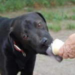 Adoptable (Official) Georgia Dogs for March 4, 2018