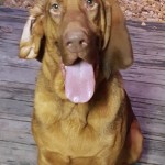 Adoptable (Official) Georgia Dogs for March 1, 2018