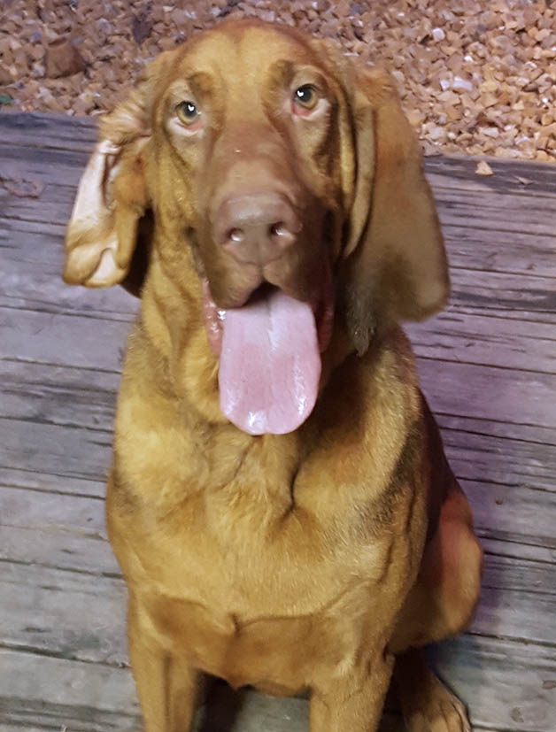 Jud Hound