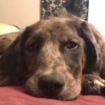 Adoptable (Official) Georgia Dogs for March 26, 2018