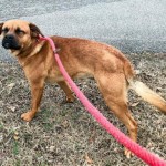 Adoptable (Official) Georgia Dogs for March 28, 2018