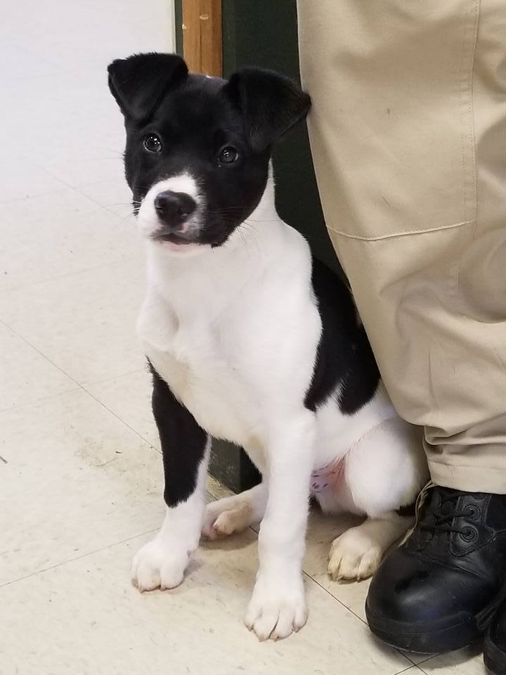 Otis ACRF