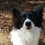 Adoptable (Official) Georgia Dogs for March 7, 2018