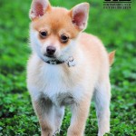 Adoptable (Official) Georgia Dogs for March 12, 2018