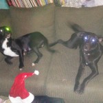 Adoptable (Official) Georgia Dogs for March 9, 2018