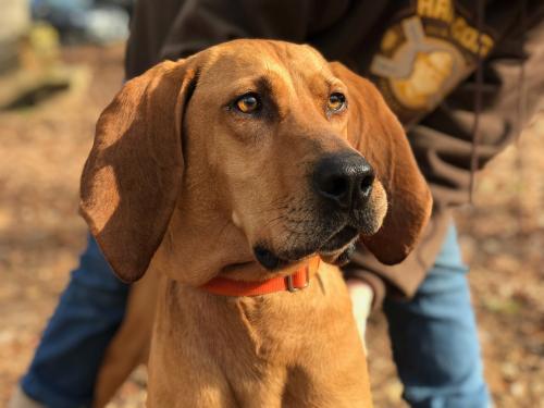 Shan Coonhound