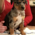 Adoptable (Official) Georgia Dogs for March 2, 2018