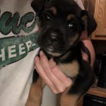 Adoptable (Official) Georgia Dogs for March 8, 2018