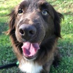 Adoptable (Official) Georgia Dogs for March 14, 2018