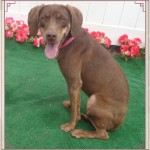 Adoptable (Official) Georgia Dogs for April 9, 2018