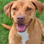 Adoptable (Official) Georgia Dogs for April 18, 2018