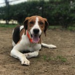 Adoptable (Official) Georgia Dogs for April 24, 2018