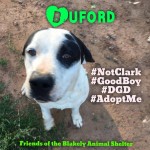 Adoptable (Official) Georgia Dogs for April 19, 2018