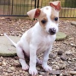Adoptable (Official) Georgia Dogs for April 23, 2018