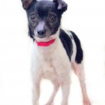 Adoptable (Official) Georgia Dogs for April 25, 2018