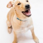 Adoptable (Official) Georgia Dogs for April 13, 2018