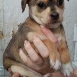 Adoptable (Official) Georgia Dogs for April 20, 2018