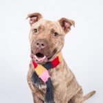 Adoptable (Official) Georgia Dogs for April 27, 2018